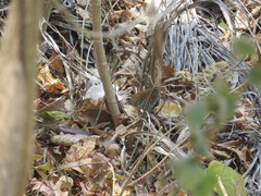 Thryophilus pleurostictus