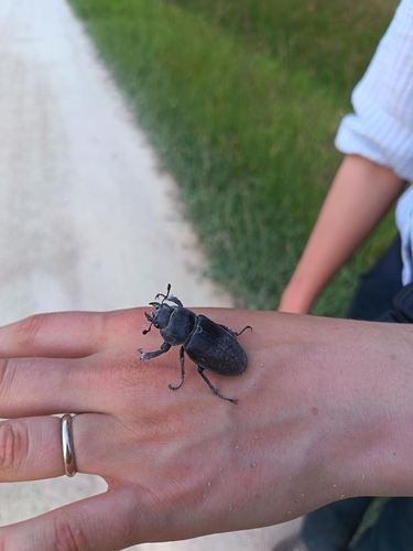 European Stag Beetle