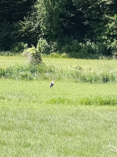 White Stork