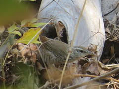 Thryophilus pleurostictus