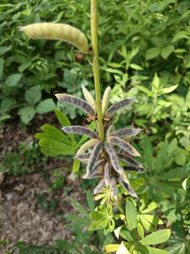 Large-leaved lupine