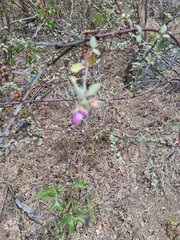 Melochia tomentosa, photograph author not stated, no rights reserved