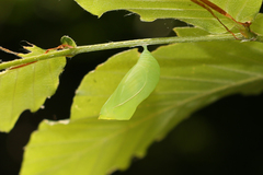 Libytheana carinenta