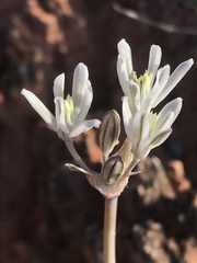 Androstephium breviflorum