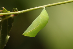 Libytheana carinenta