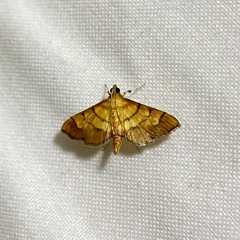 Orphanostigma abruptalis