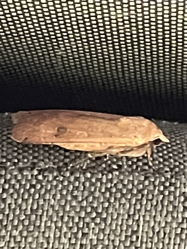Large Yellow Underwing