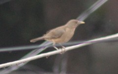 Turdus grayi