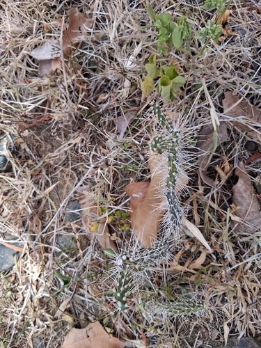Opuntia repens, photograph 6