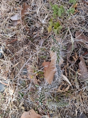 Opuntia repens, photograph author not stated, no rights reserved