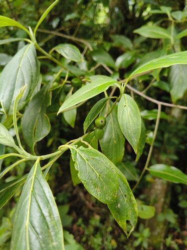 Cornus disciflora, photograph 6