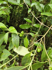 Cornus disciflora, photograph (c) Neptalí Ramírez Marcial, some rights reserved (CC BY)