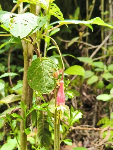 Fuchsia splendens
