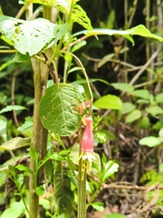 Fuchsia splendens