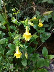 Erythranthe glabrata