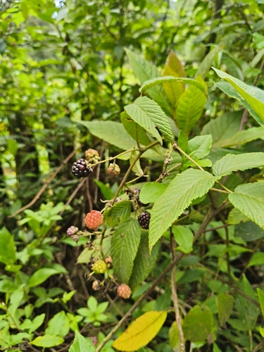 Rubus adenotrichos, photograph 3