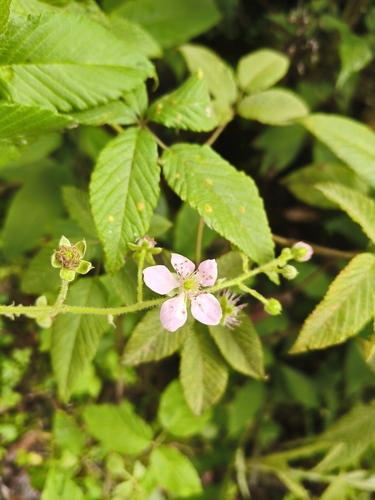Rubus adenotrichos, photograph 2