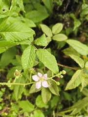 Rubus adenotrichos