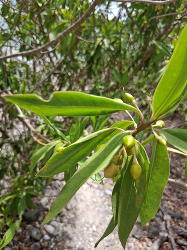 White alling (Bontia daphnoides)