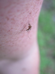 Aedes canadensis