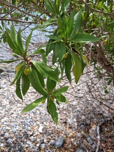 Bontia daphnoides, photograph 2