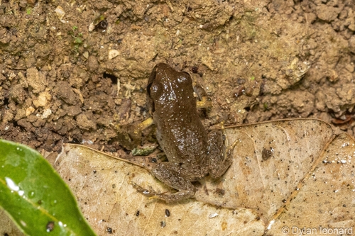 Eastern Cape Squeaker, Arthroleptis wageri