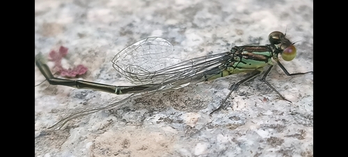 Small Red-eyed Damselfly