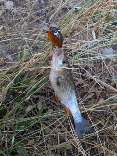 European Chub