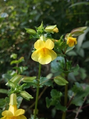 Erythranthe glabrata