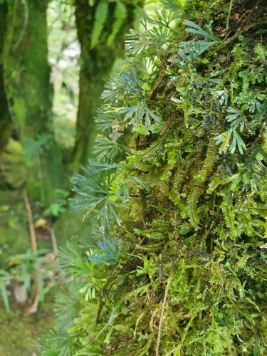 Elaphoglossum peltatum, photograph 2