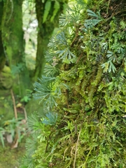 Elaphoglossum peltatum, photograph (c) Samuel Peláez Vélez, some rights reserved (CC BY)