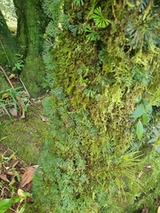 Elaphoglossum peltatum, photograph (c) Samuel Peláez Vélez, some rights reserved (CC BY)