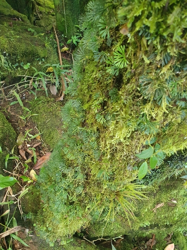 Elaphoglossum peltatum, photograph 4