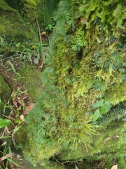 Elaphoglossum peltatum, photograph (c) Samuel Peláez Vélez, some rights reserved (CC BY)