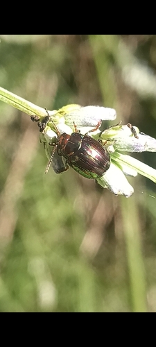 Rosemary Beetle