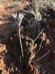 Androstephium breviflorum