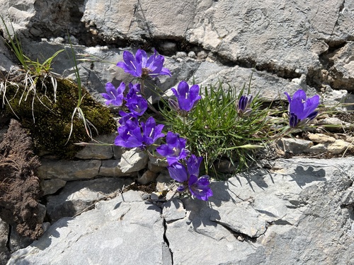 Edraianthus graminifolius, photograph 6