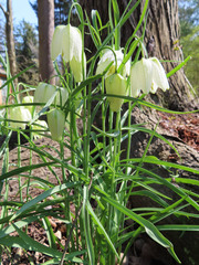 Fritillaria