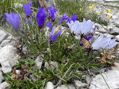 Edraianthus graminifolius, photograph author not stated, no rights reserved