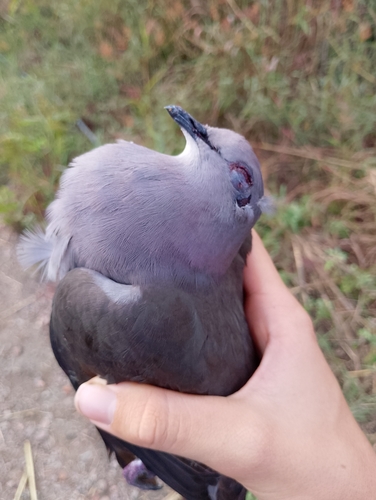 White-tipped Dove