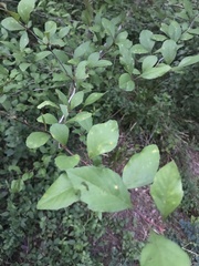 Crataegus aestivalis