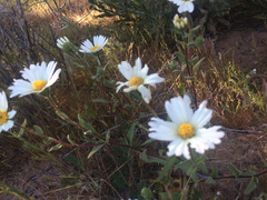Asteraceae