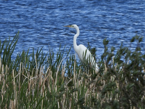 Great Egret