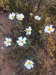 Asteraceae