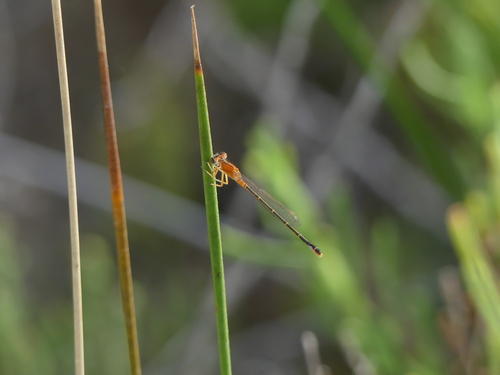 Iberian Bluetail