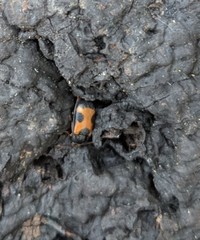 Mycetophagus punctatus