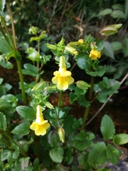 Erythranthe glabrata