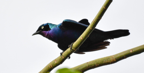 Splendid Starling