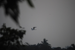 Ardea alba