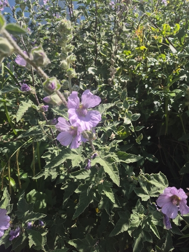 Malva olbia